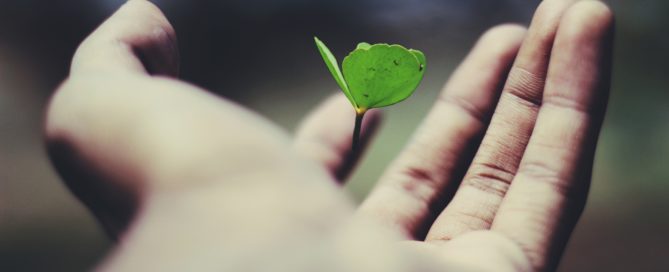 Plant budding in someone's hand. A metaphor for how the right philanthropy insights can help philanthropists' big gifts flourish.