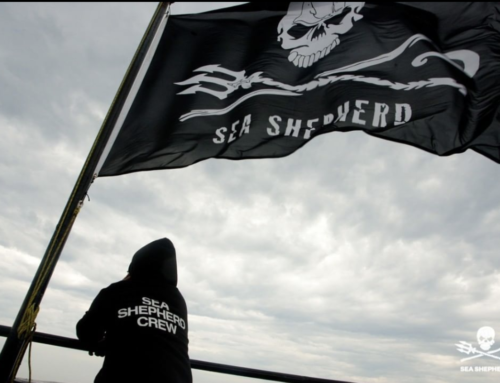 Sea Shepherd’s Pirate Brand Gives Environmental Activism an Edge