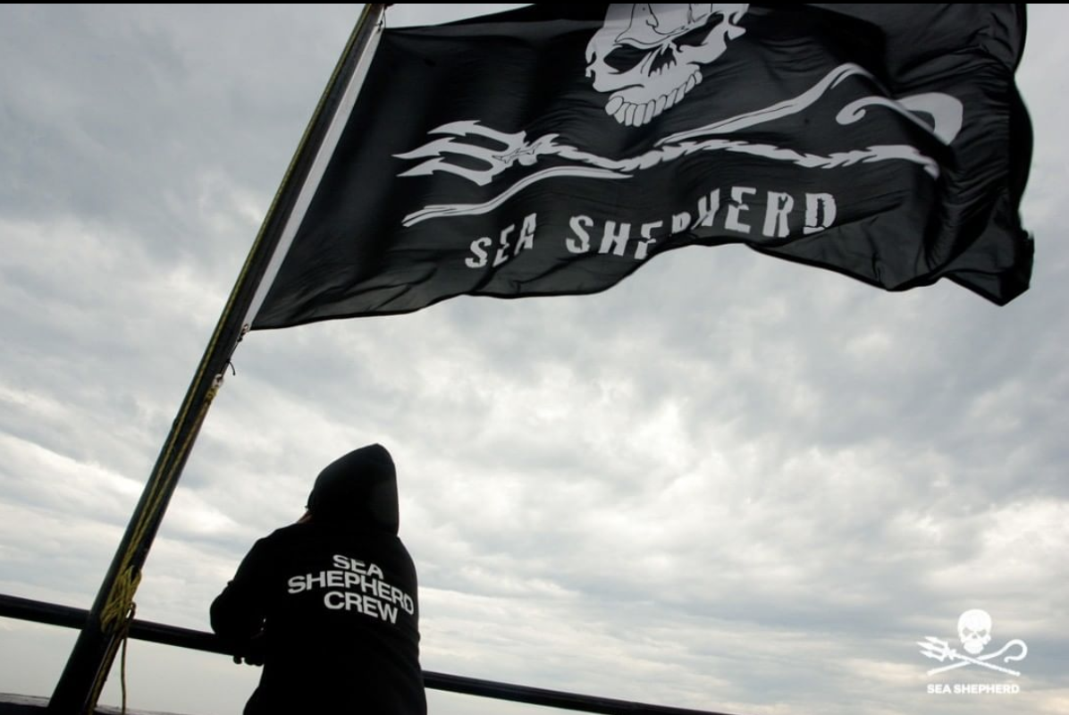 Sea Shepherd - Ever wonder about the significance of our Jolly Roger logo?  The Jolly Roger logo stands for the good pirates (Sea Shepherd) who pursue  the bad pirates (driftnetters, whalers, sealers